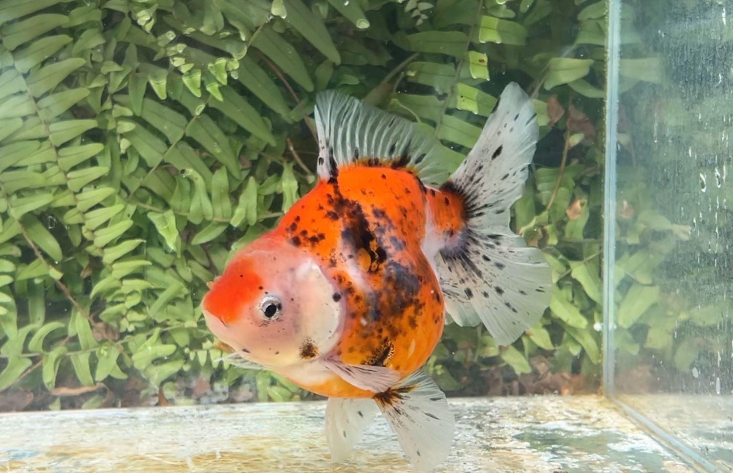 Calico Rosetail Oranda (F, 5”)