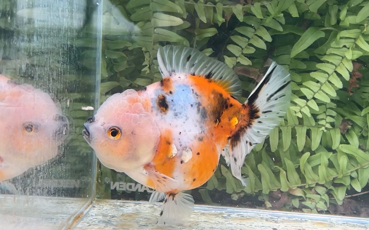 Calico Shogun Oranda (4.25”)