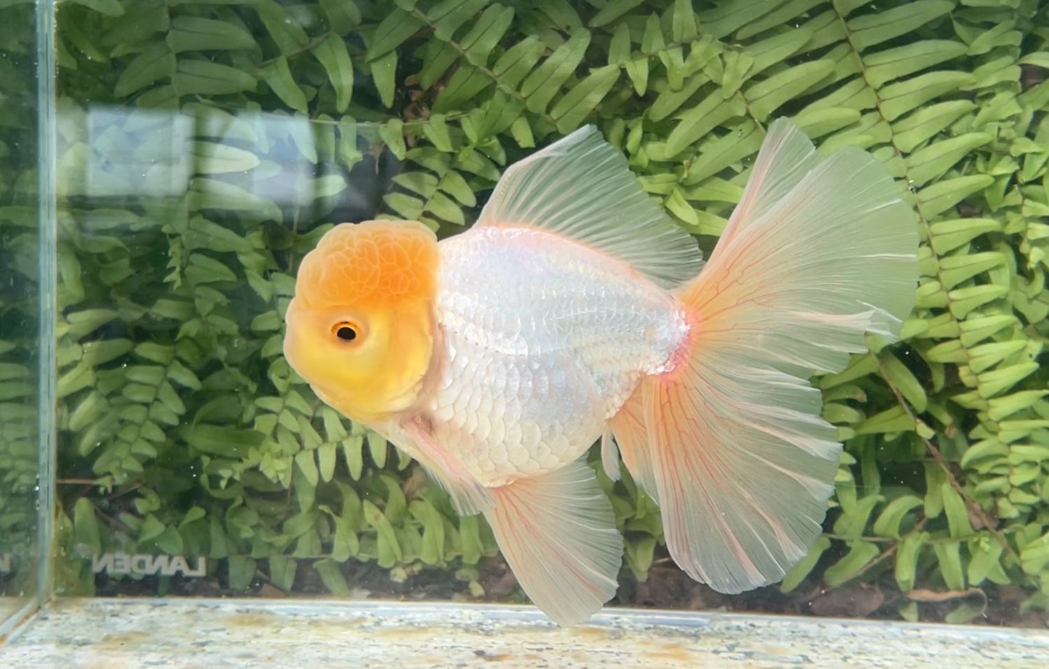 Lemon Head White Peonytail Oranda (M, 5.25”)