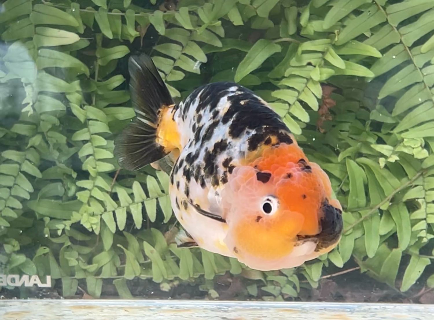 Calico Yuanbao Ranchu (M, 4.4”)