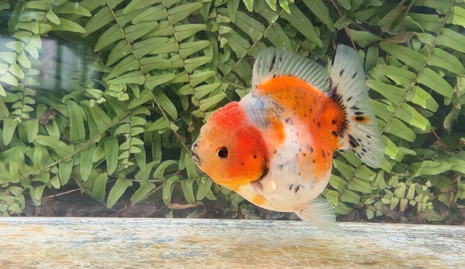 Calico Shogun Oranda (3.5”)
