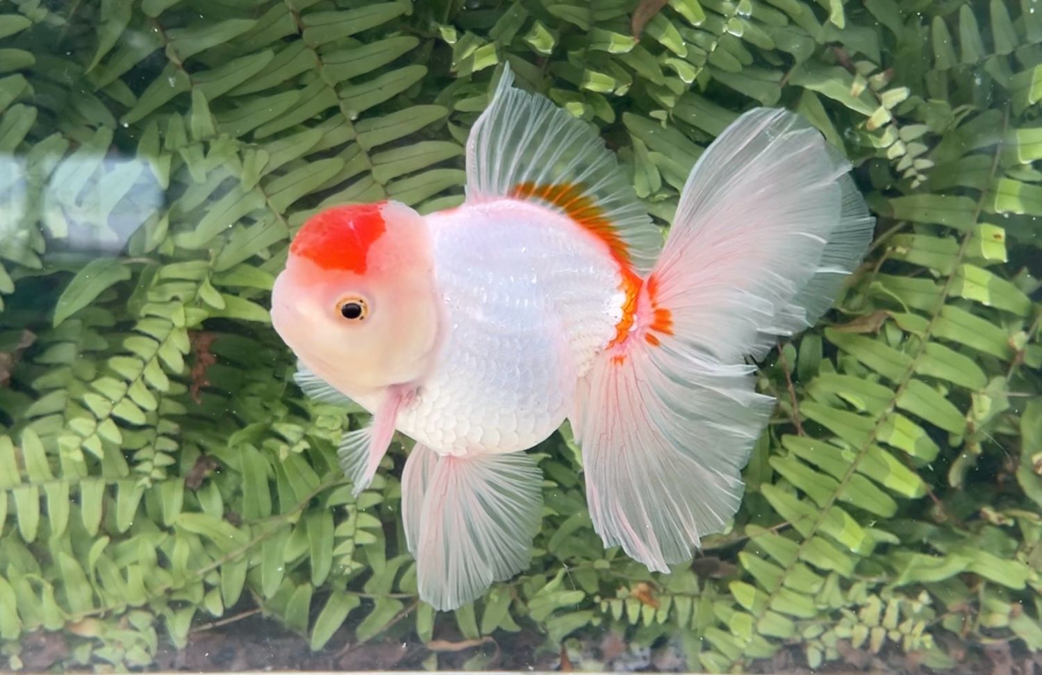Red And White Peonytail Oranda (M, 5.5”)