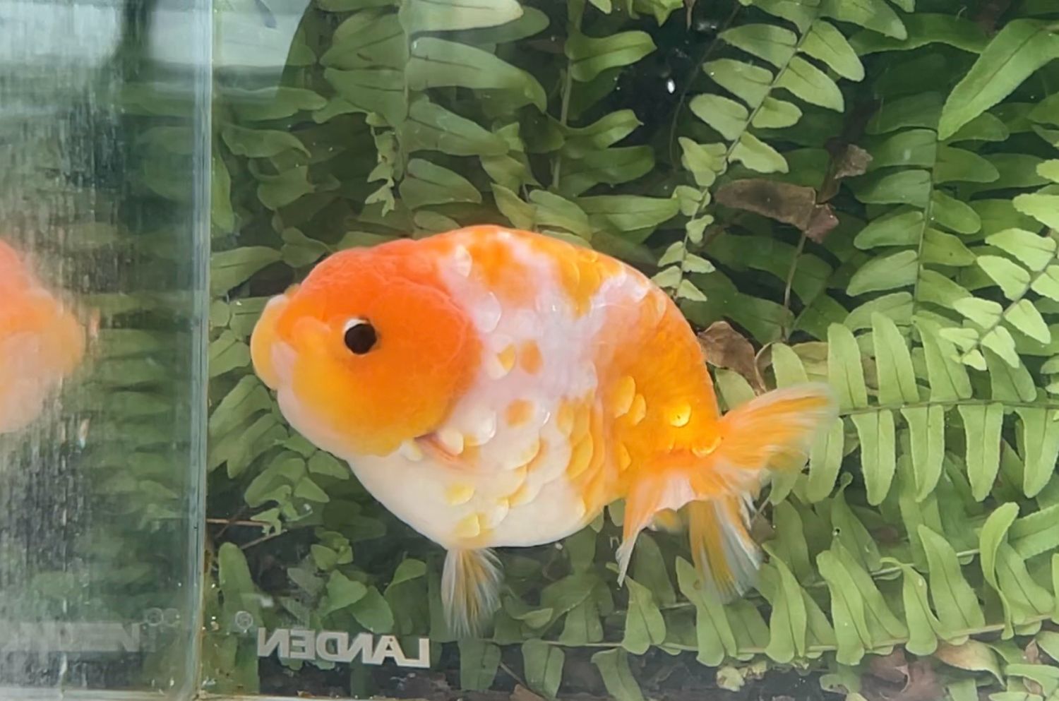 Silver Coin Orange Creamsicle Yuanbao Ranchu (M, 4”)