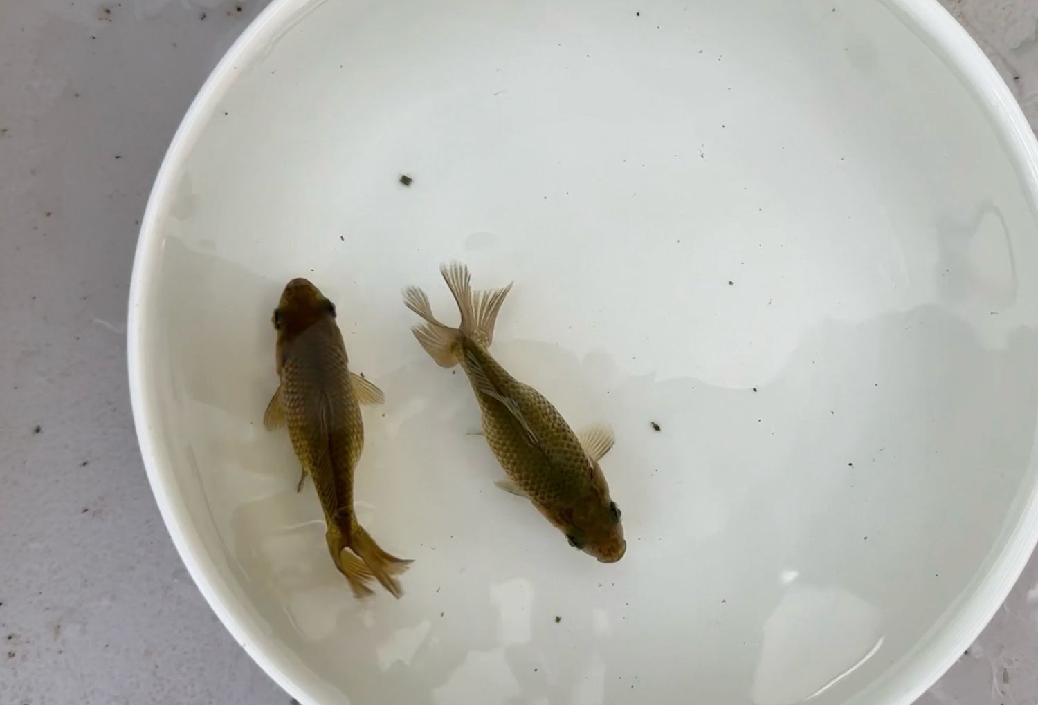 2 Pack Jikins (3”)