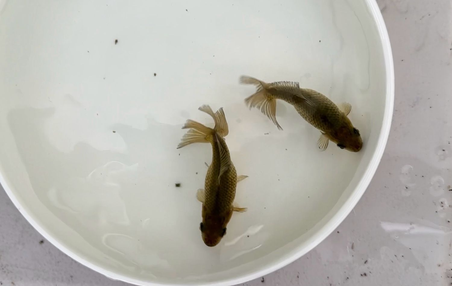2 Pack Jikins (3”)