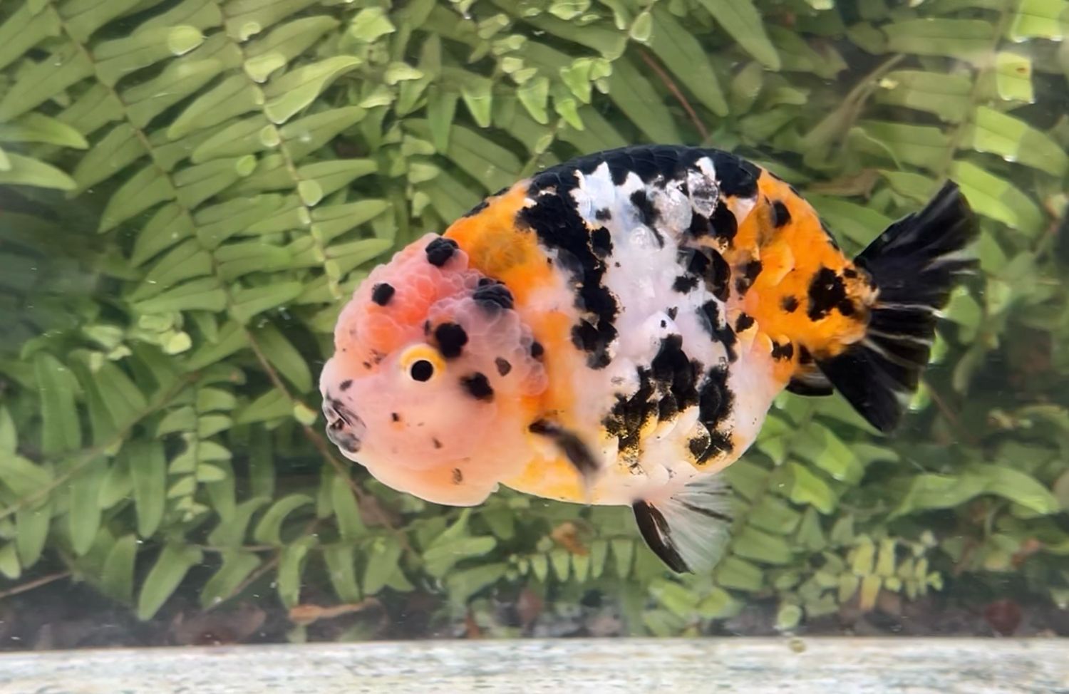 Calico Yuanbao Ranchu (M, 4.5”)