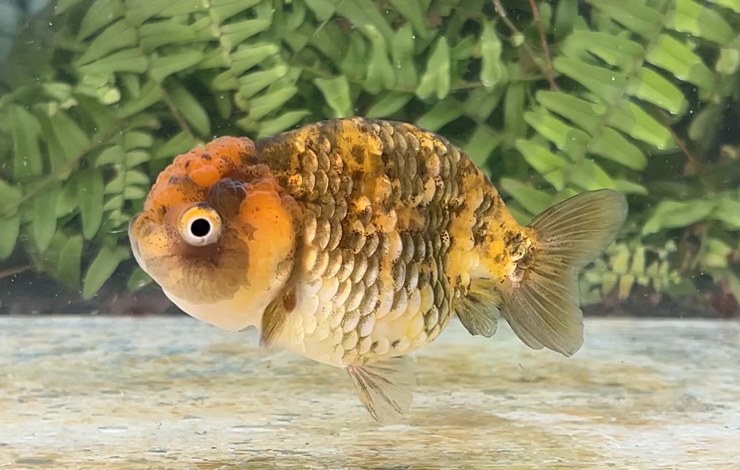 Gold And Bronze Yuanbao Ranchu (F, 3.75”)