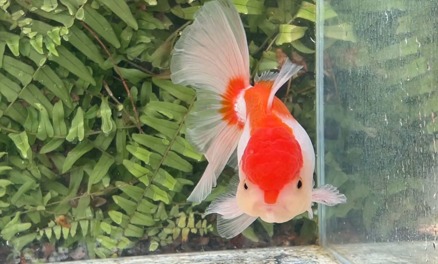 Red And White Peonytail Oranda (M, 5”)