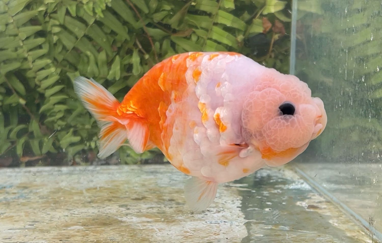 Silver Coin Orange Creamsicle Yuanbao Ranchu (M, 4.8”)