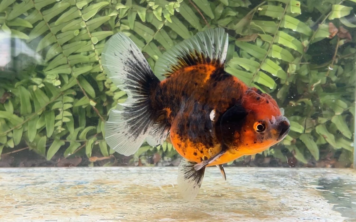 Autumn Leaves Rosetail Oranda (F, 4.75”)