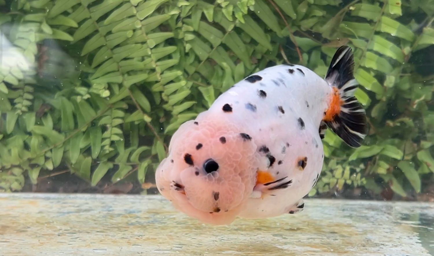 Snow Leopard Yuanbao Ranchu (M, 4.75”)