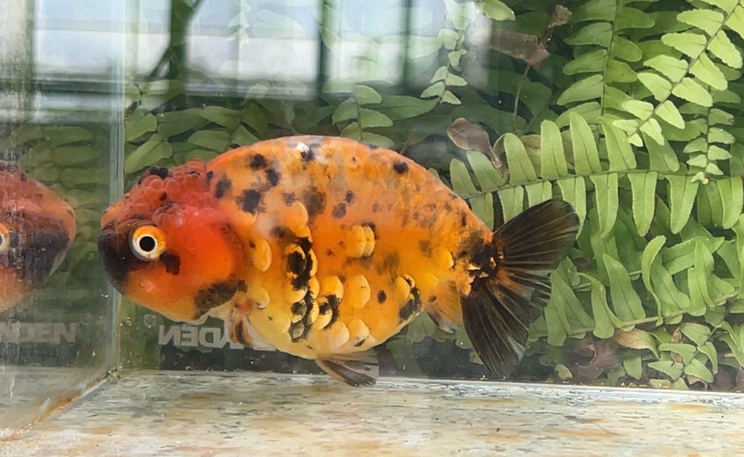 Tiger Yuanbao Ranchu (F, 4.25”)