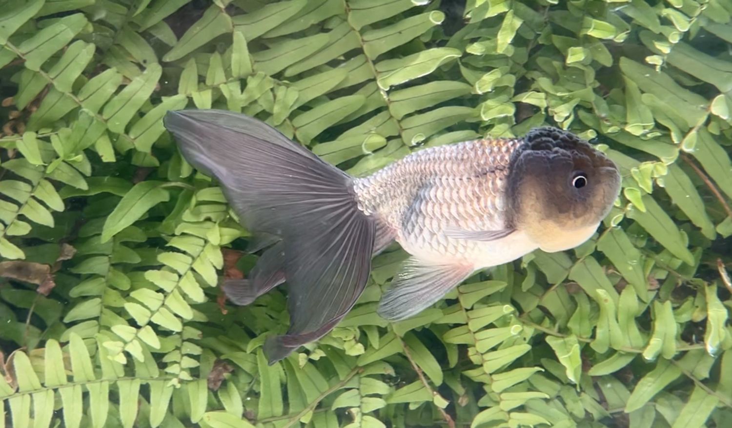 Blue Phoenixtail Lionhead (F, 5.5”)