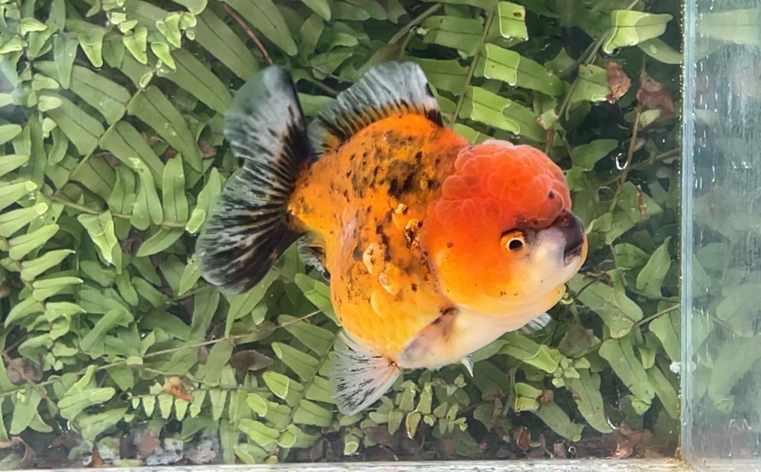 Autumn Leaves Shogun Oranda (4”)