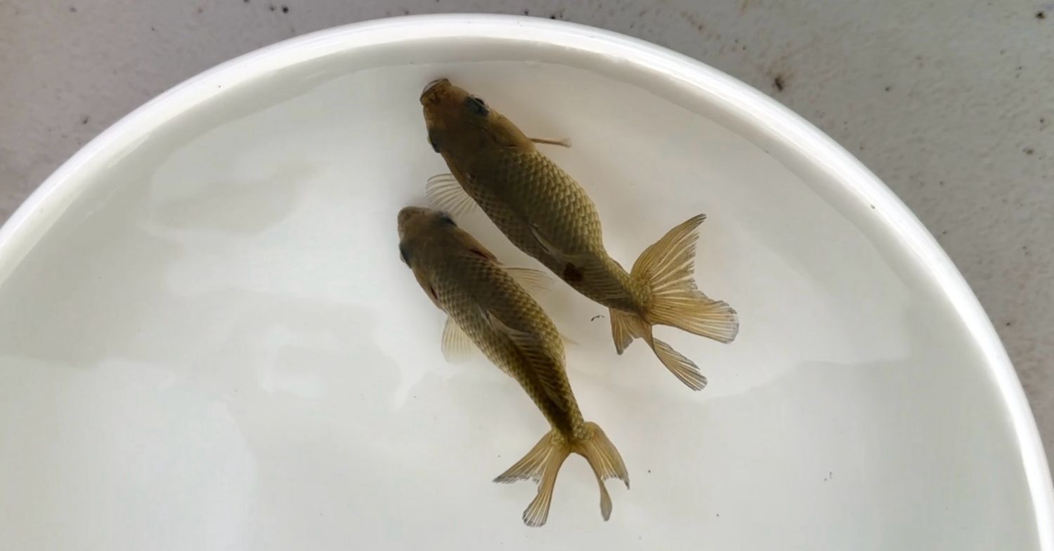 2 Pack Jikins (3”)