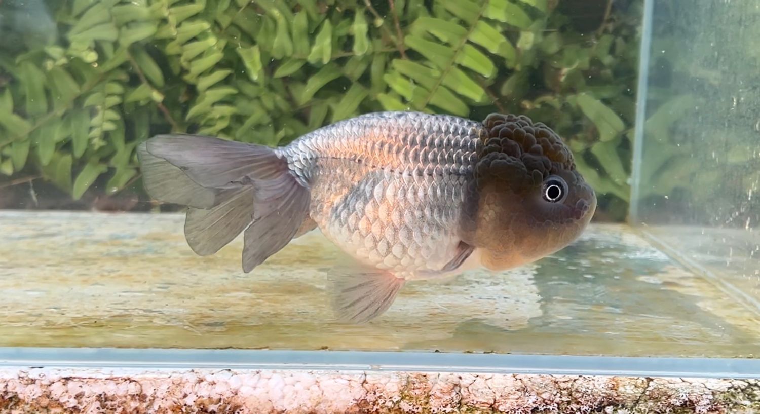 Blue Lionhead (F, 5”)