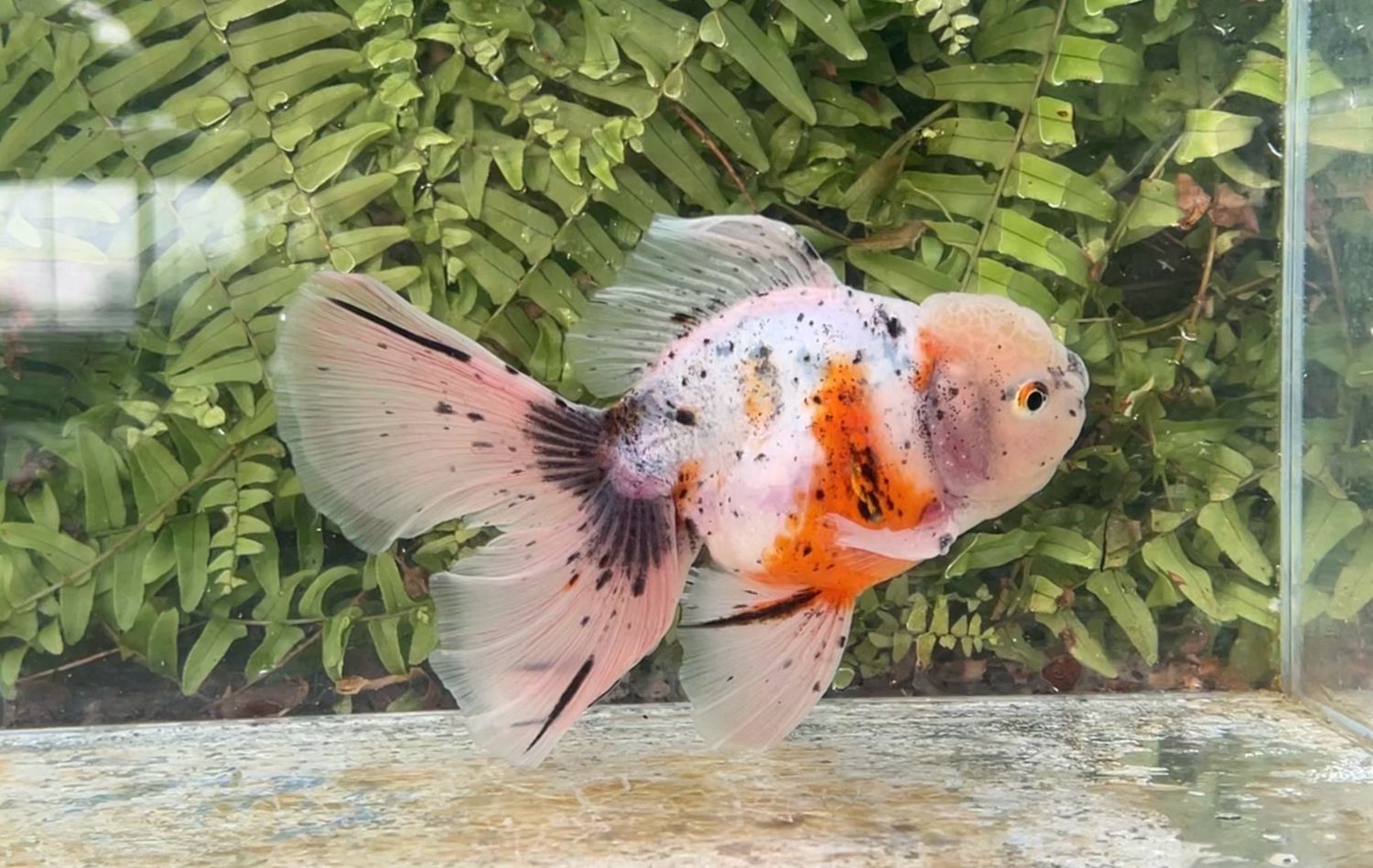 Calico Rosetail Oranda (M, 6.25”)