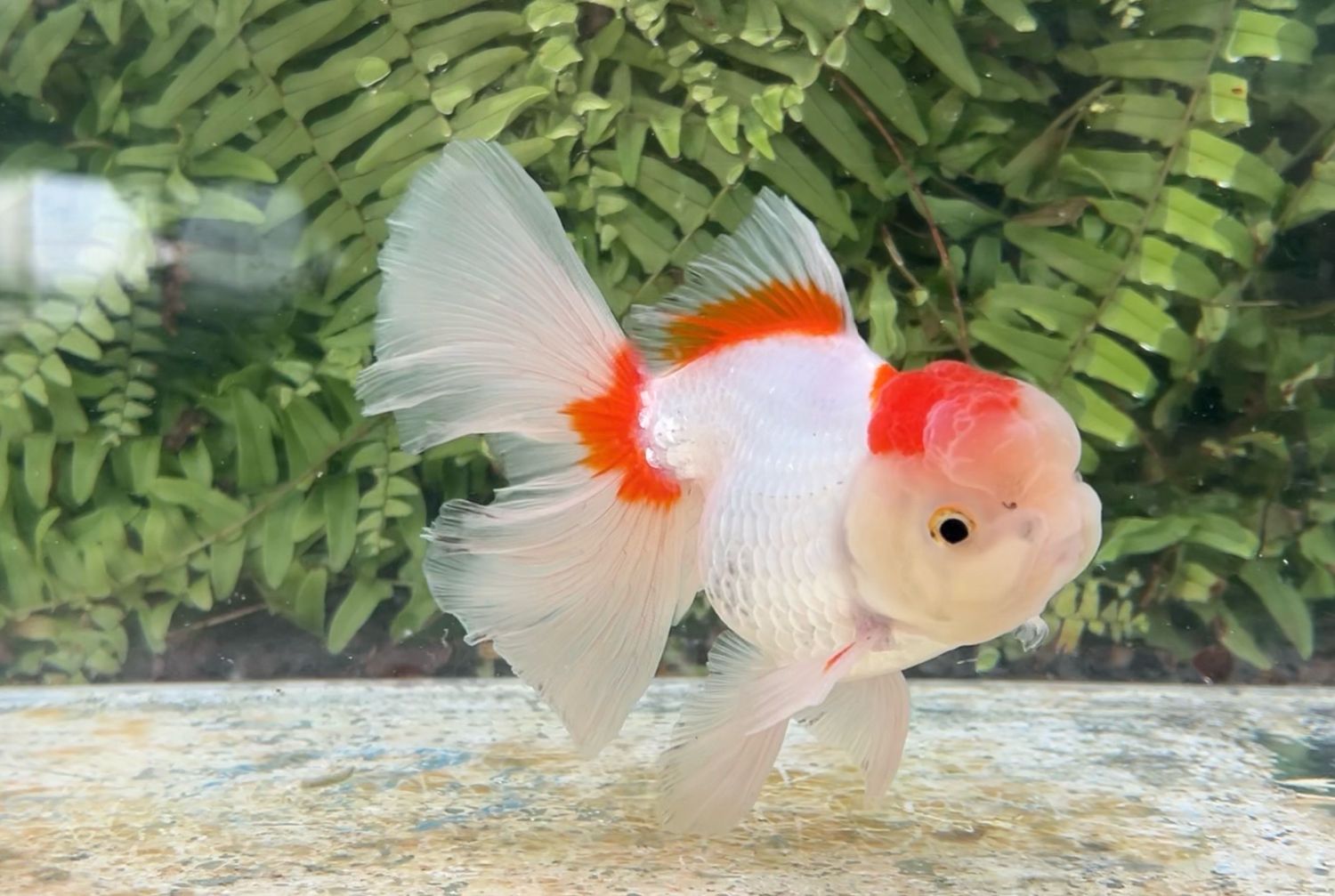 Red And White Peonytail Oranda (M, 5.5”)