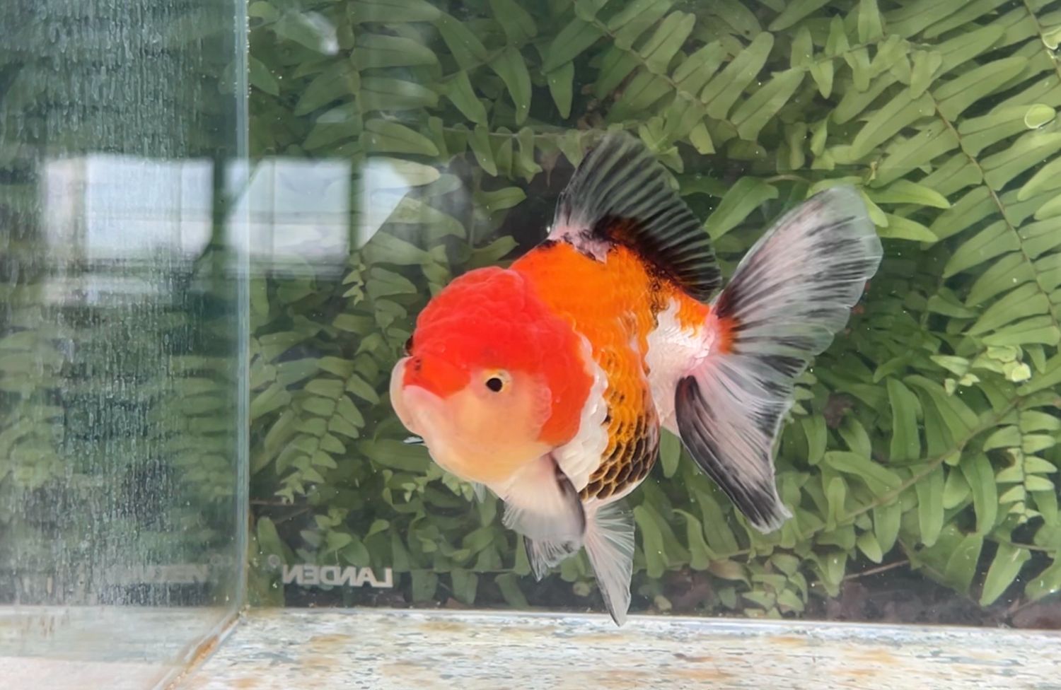 Red And White Rosetail Oranda (F, 4.75”)
