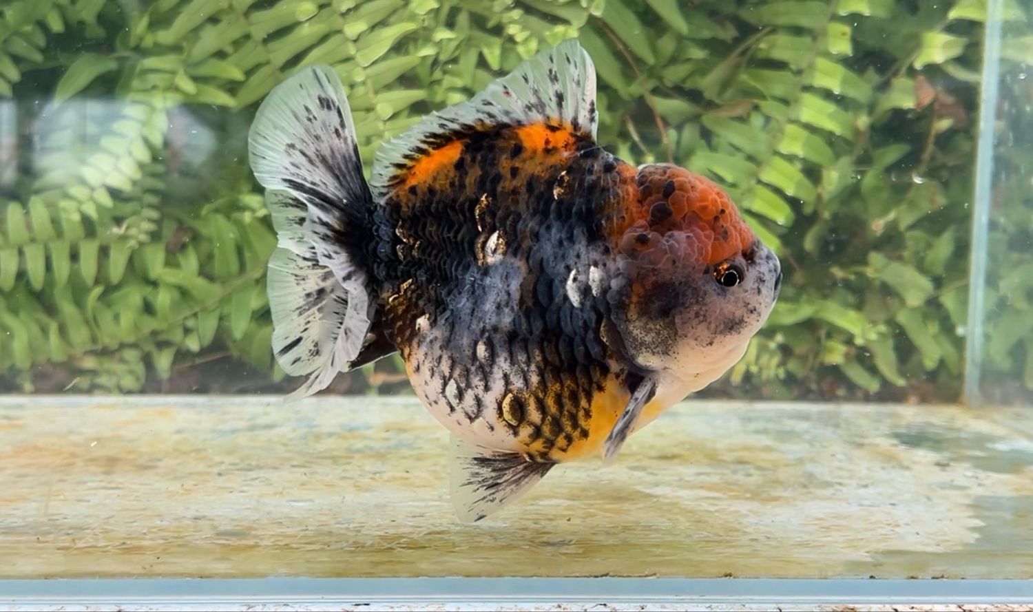 Kirin Shogun Oranda (4.25”)