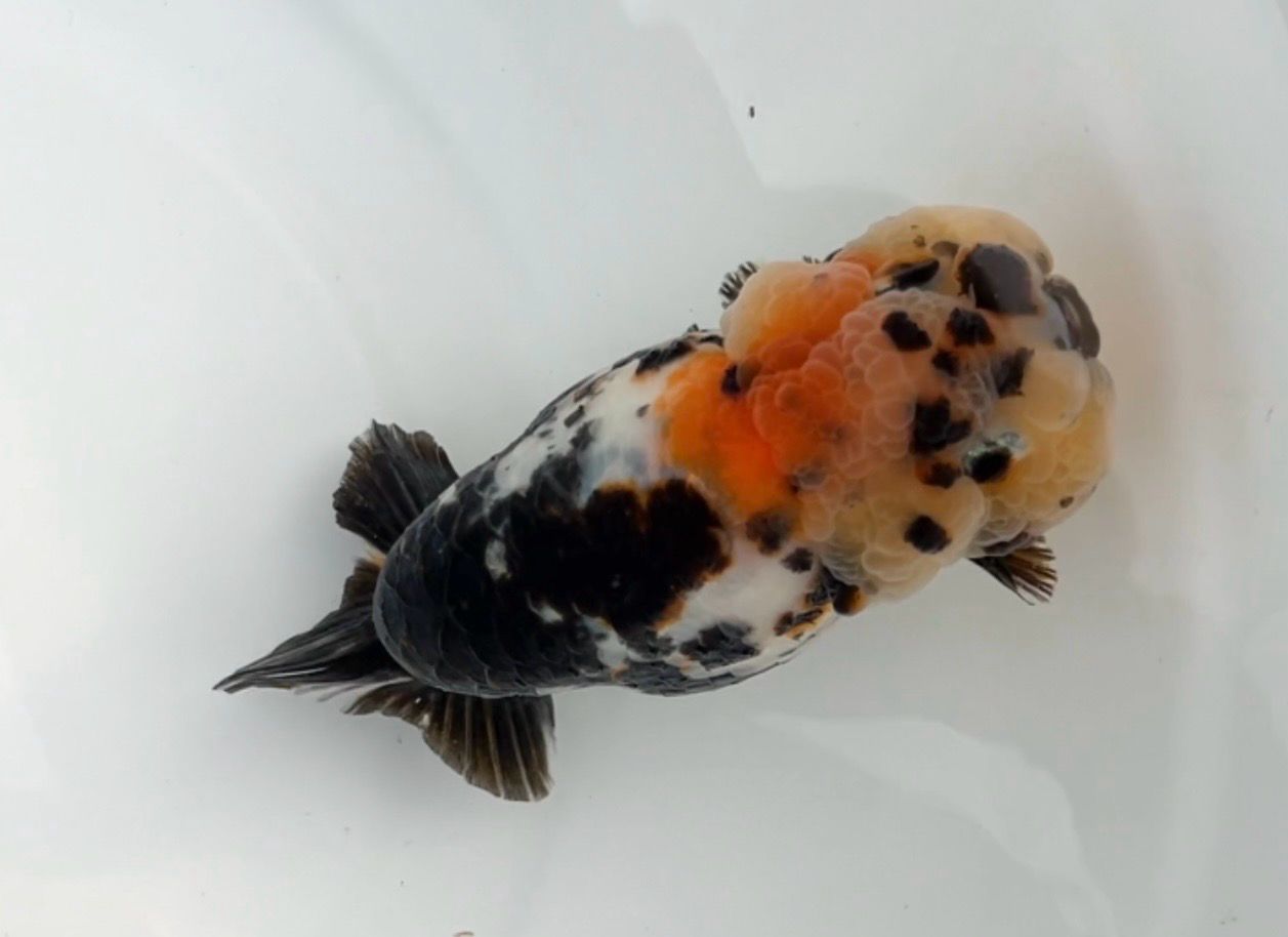 Calico Yuanbao Ranchu (M, 4.4”)