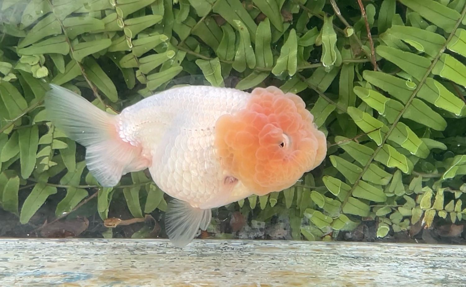 White Lionhead (F, 4”)