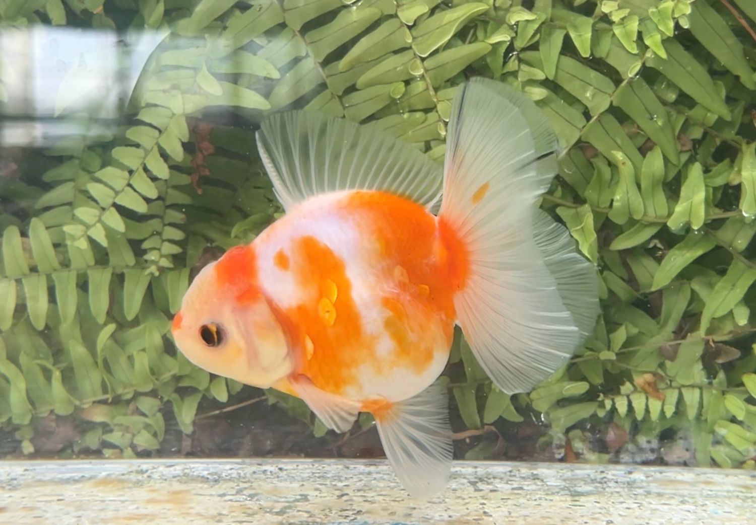 Orange Creamsicle Rosetail Oranda (4”)