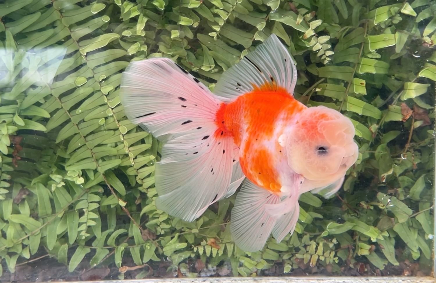Sakura Rosetail Oranda (M, 6”)