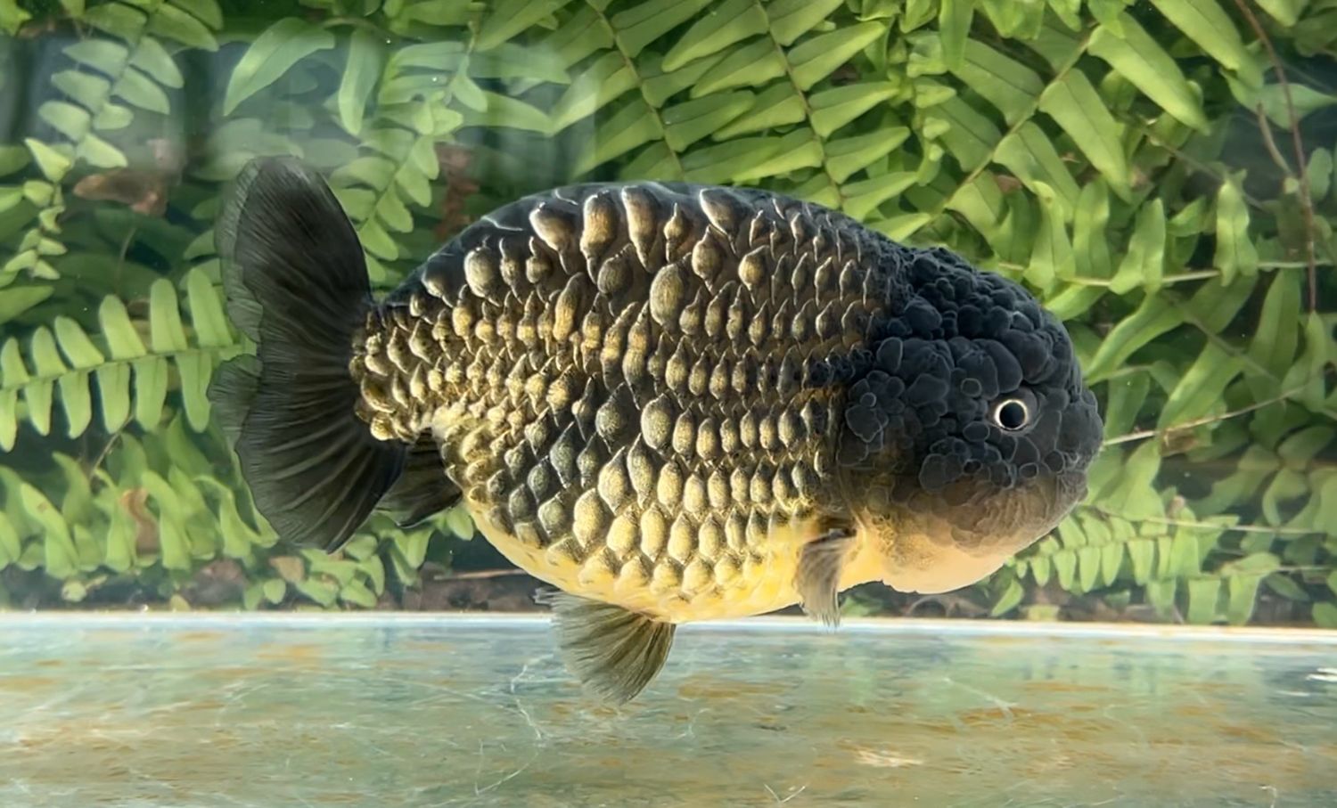 Black Dragon Scale Yuanbao Ranchu (M, 5.5”)