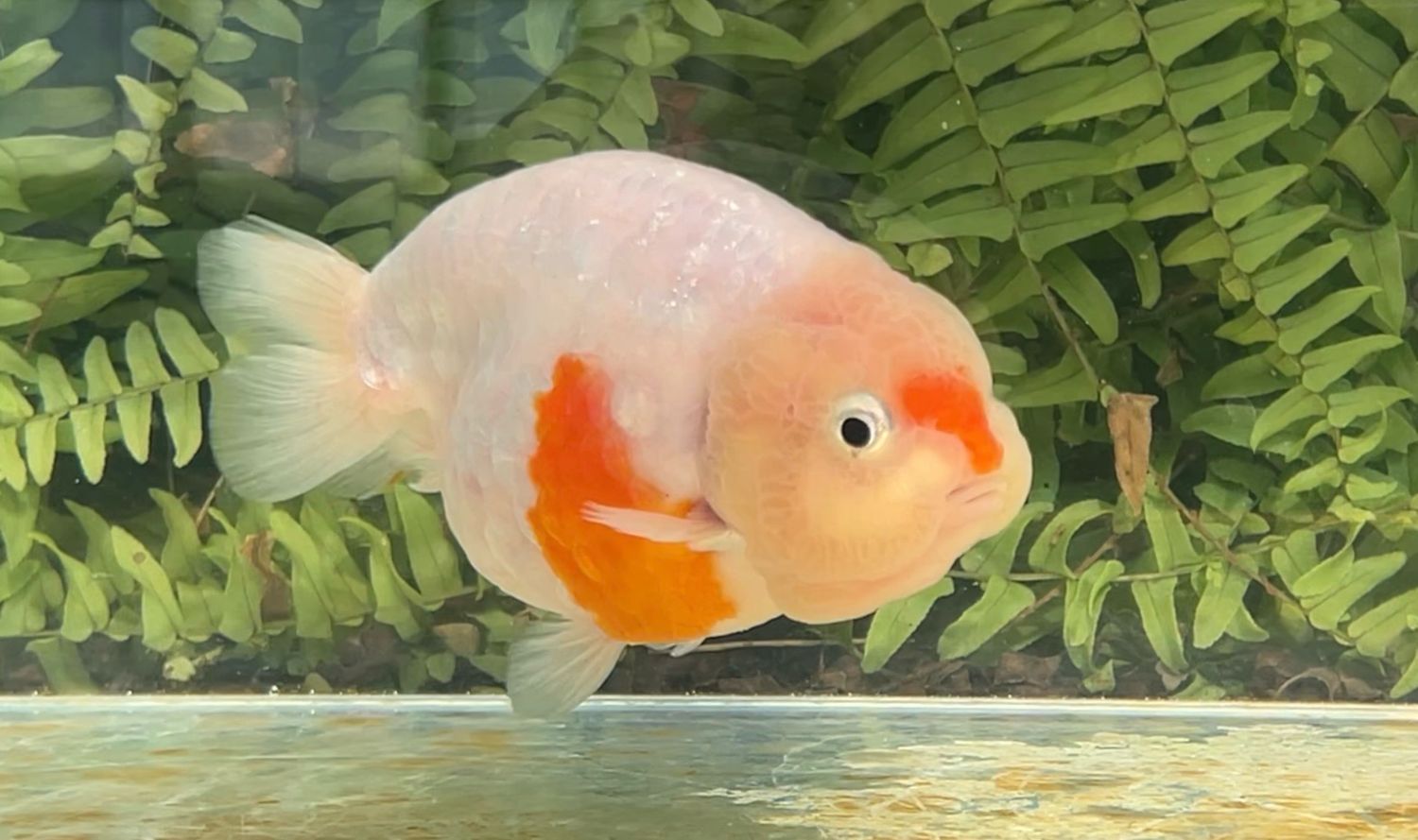 Silver Coin Sakura Yuanbao Ranchu (M, 4.75”)