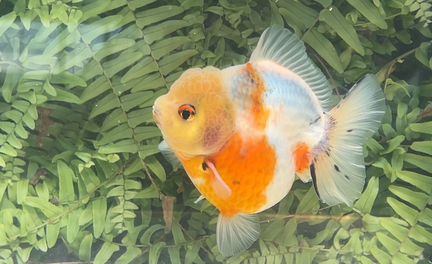 Calico Shogun Oranda (4.25”)