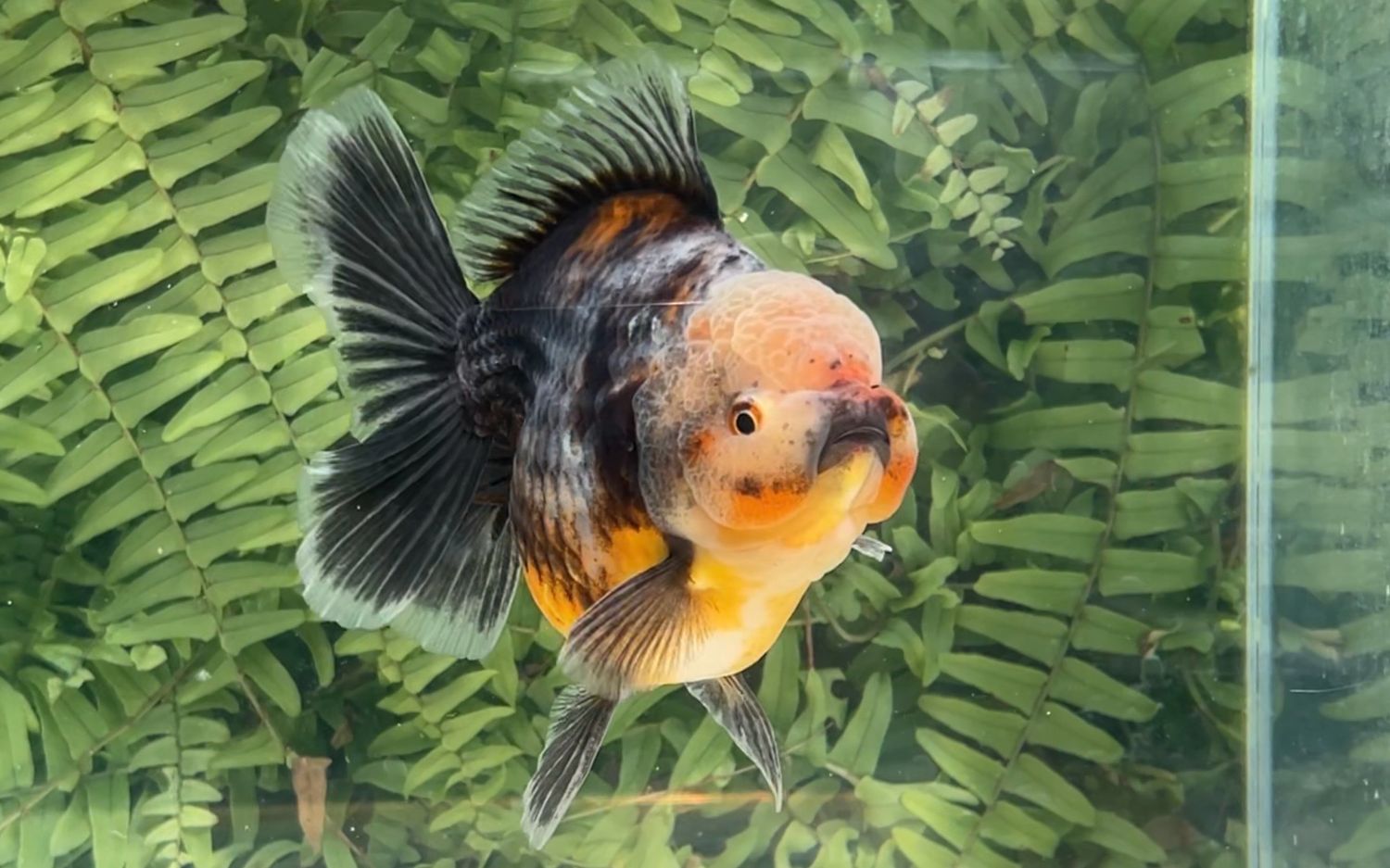 Kirin Rosetail Oranda (M, 5”)