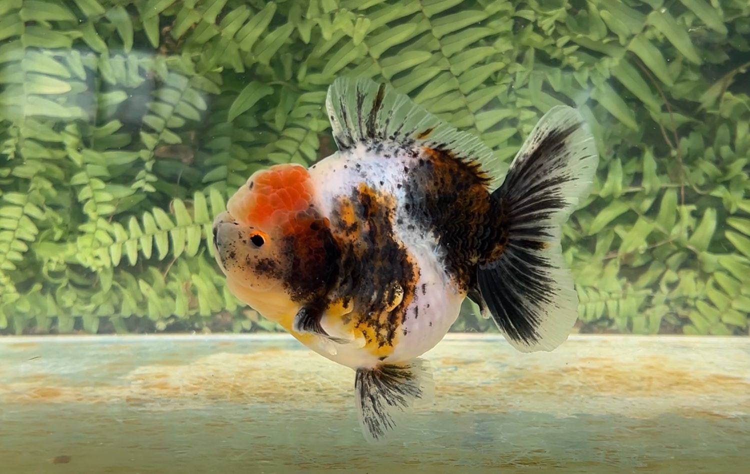 Calico Rosetail Oranda (M, 5”)
