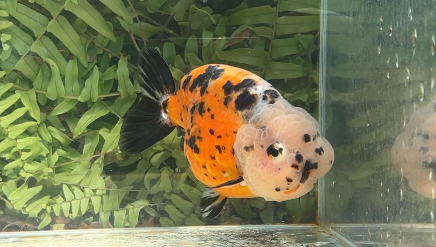 Calico Yuanbao Ranchu (M, 4.5”)
