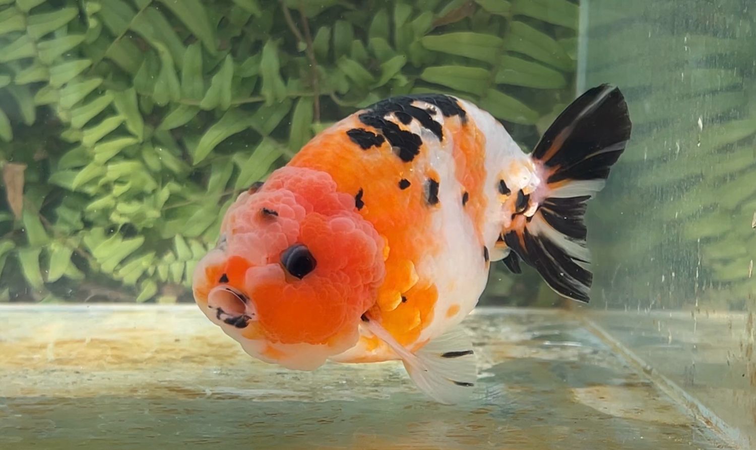Tri-color Yuanbao Ranchu (M, 4.5”)