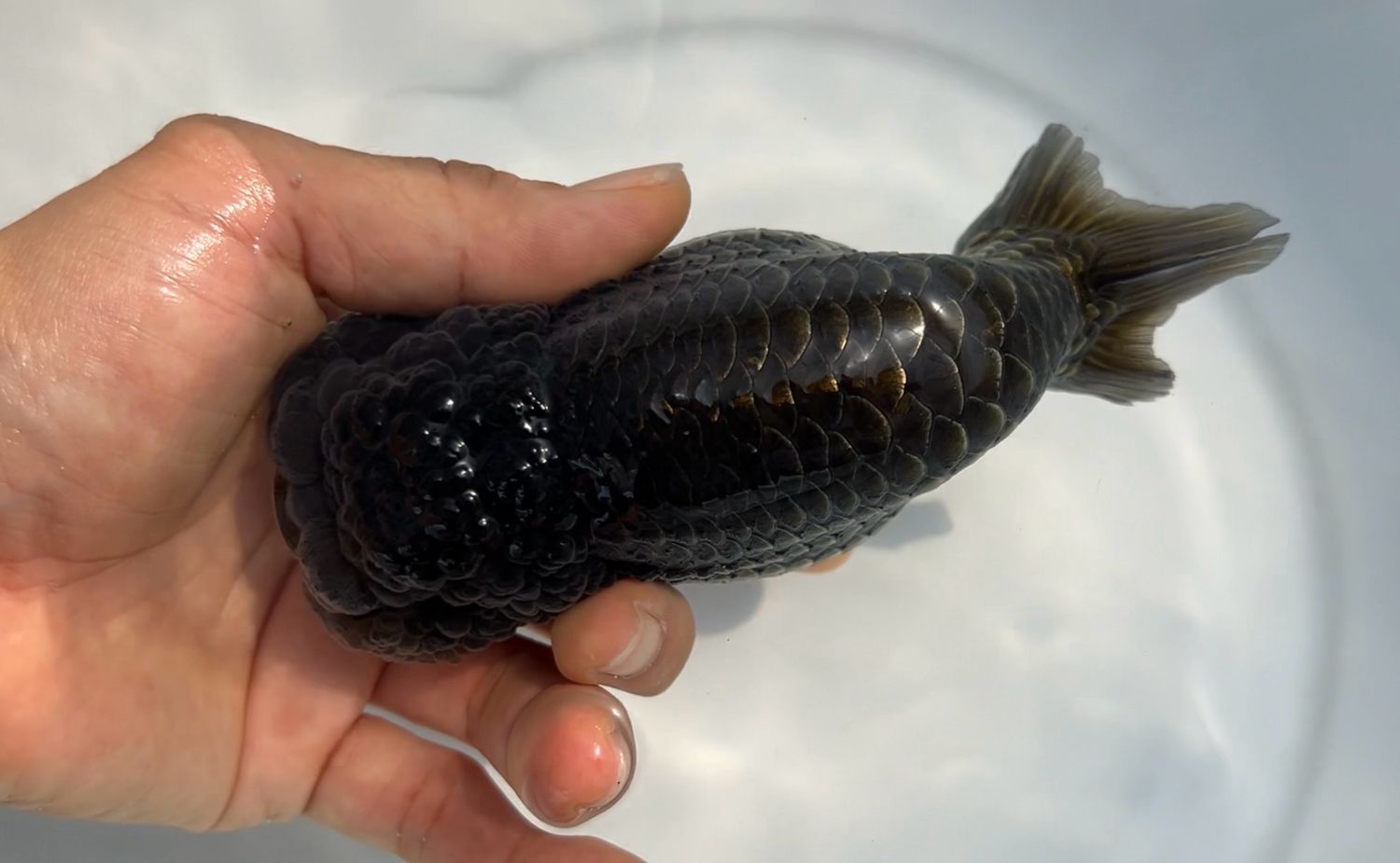 Black Yuanbao Ranchu (M, 5”)