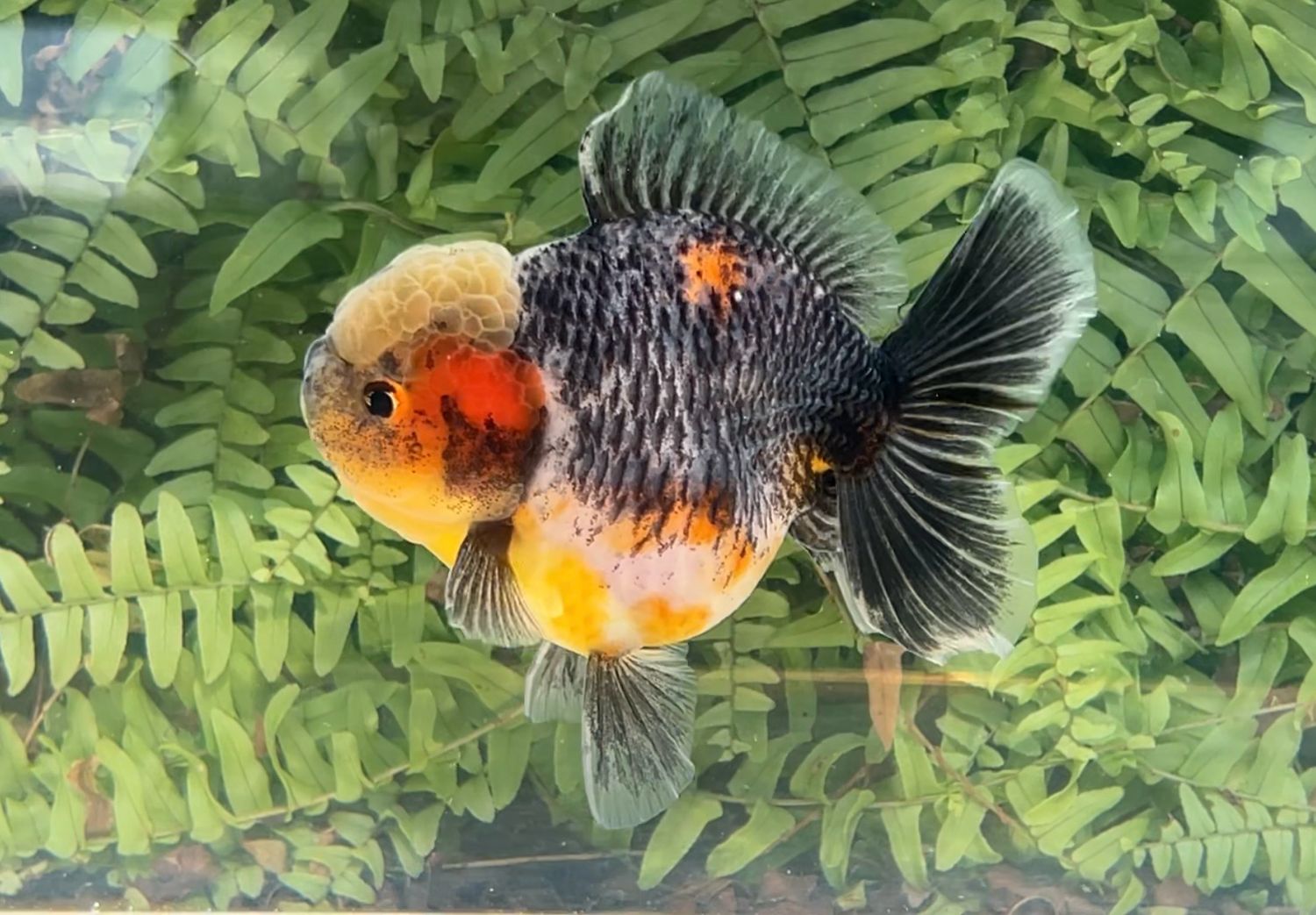 Kirin Rosetail Oranda (M, 4.5”)