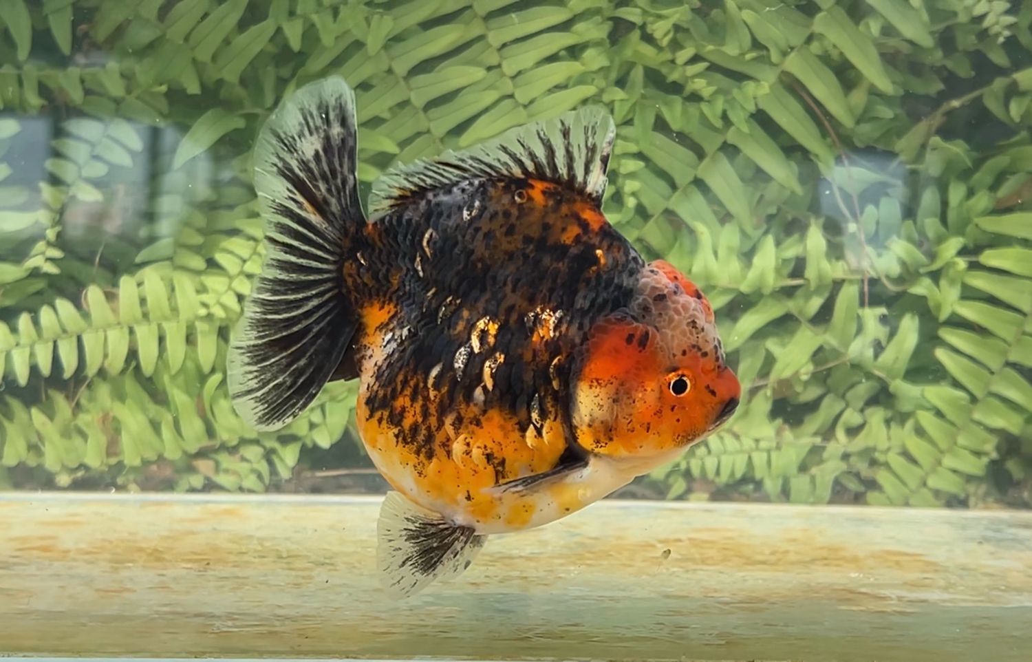 Kirin Shogun Oranda (4.25”)