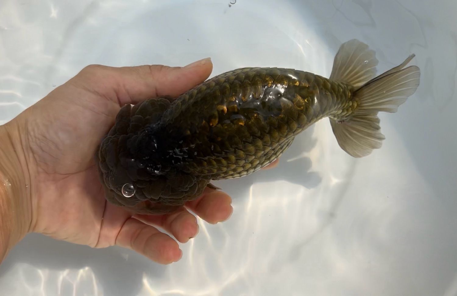 Bronze Dragon Scale Yuanbao Ranchu (M, 6.5”)