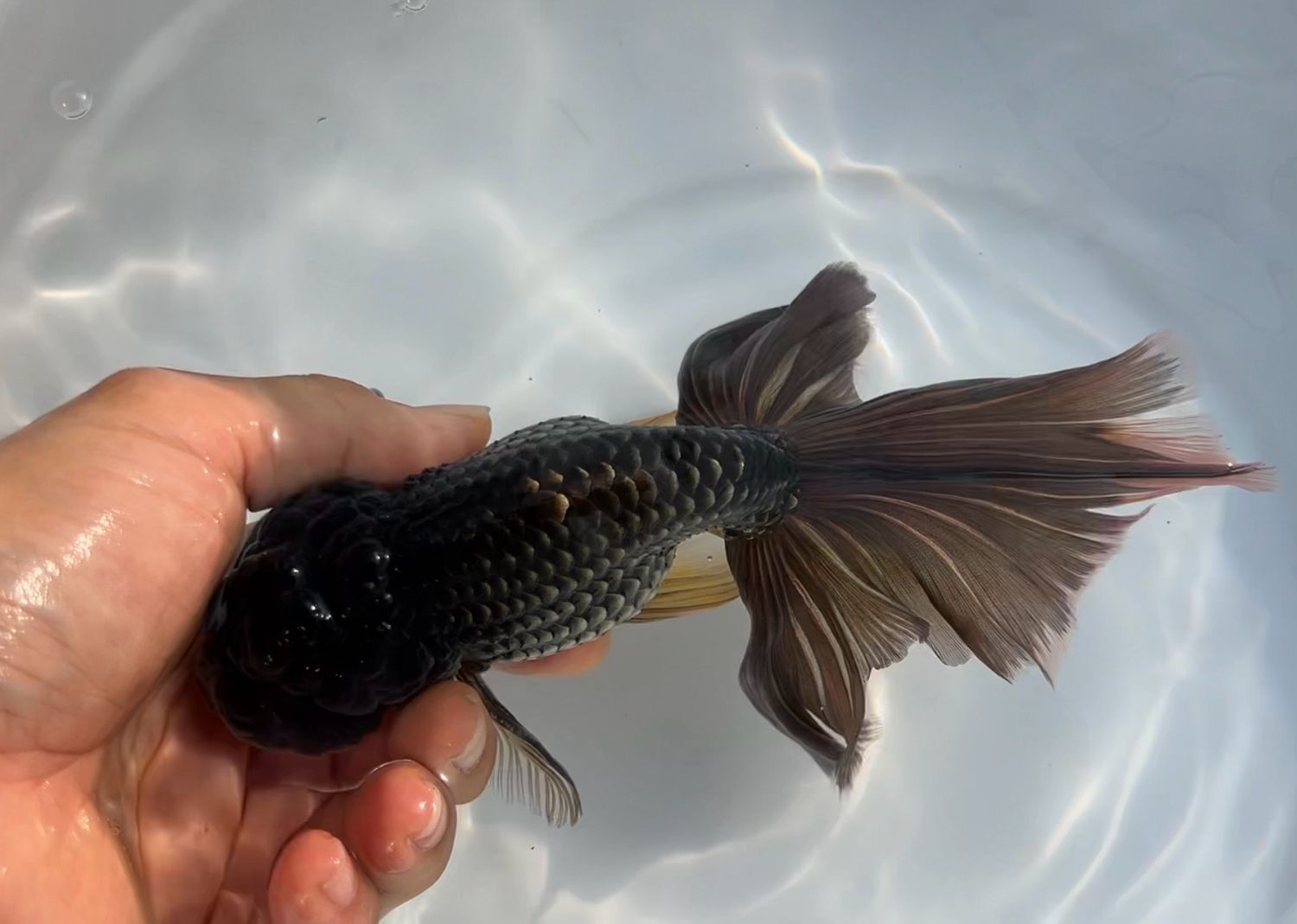 Black Orchidtail Ranchu (M, 6.5”)