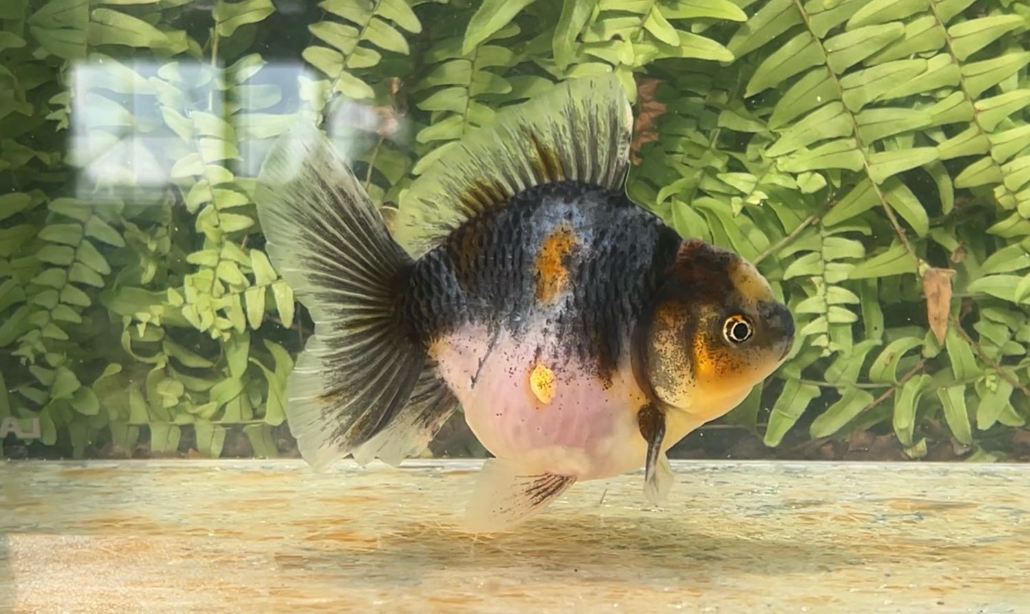Kirin Rosetail Oranda (M, 4.5”)
