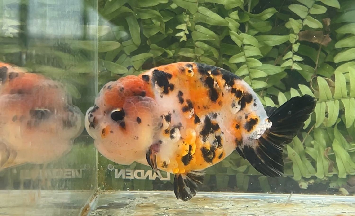 Calico Yuanbao Ranchu (M, 4.25”)