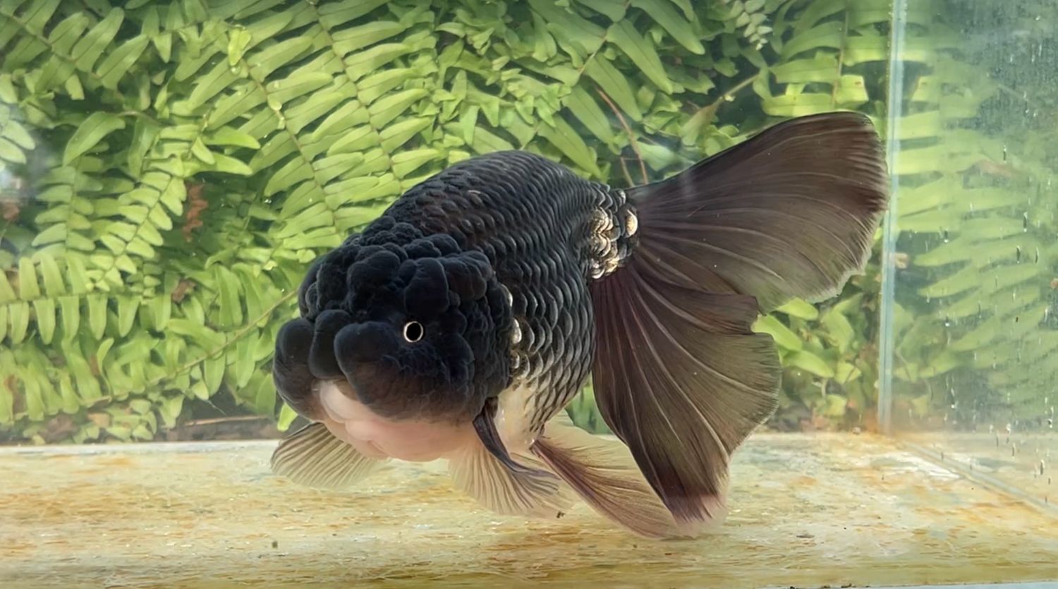 Black Orchidtail Ranchu (M, 8”)