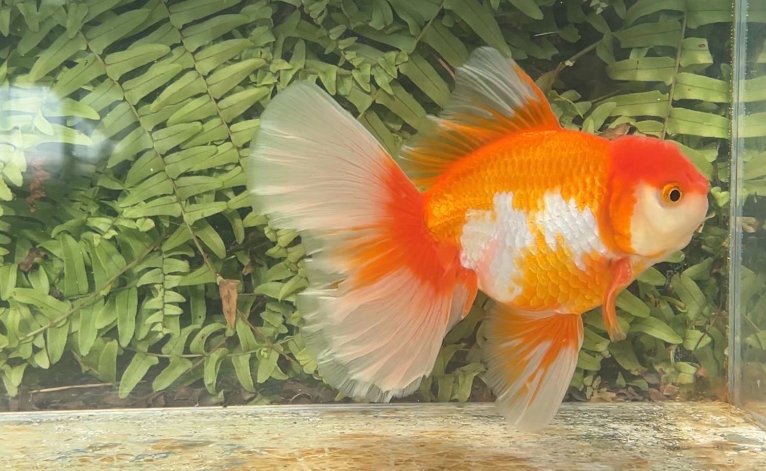 Red And White Peonytail Oranda (M, 6”)