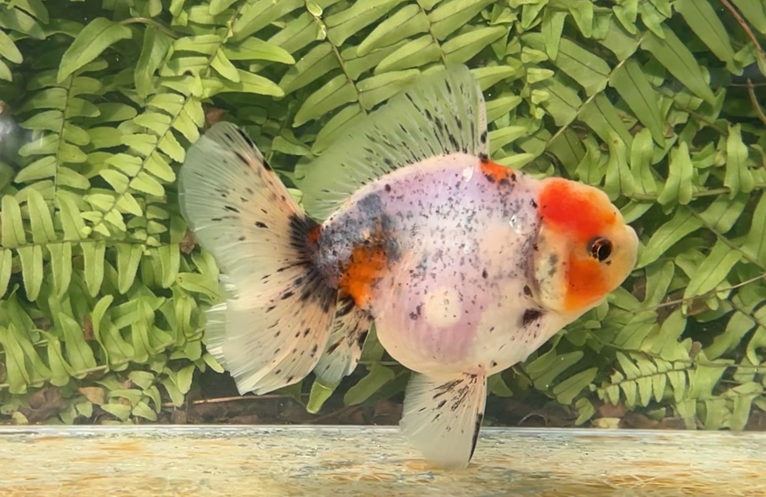 Calico Rosetail Oranda (M, 4.5”)