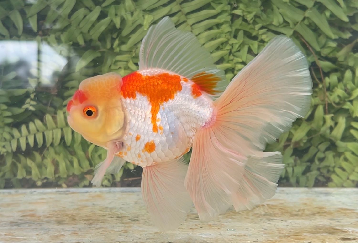 Red And White Peonytail Oranda (M, 5.75”)