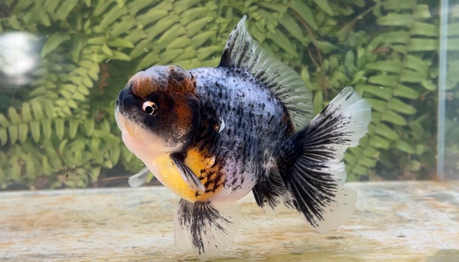 Kirin Rosetail Oranda (M, 5”)