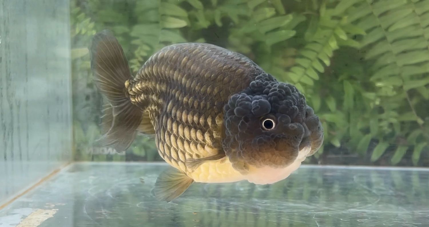 Bronze Yuanbao Ranchu (M, 4.75”)
