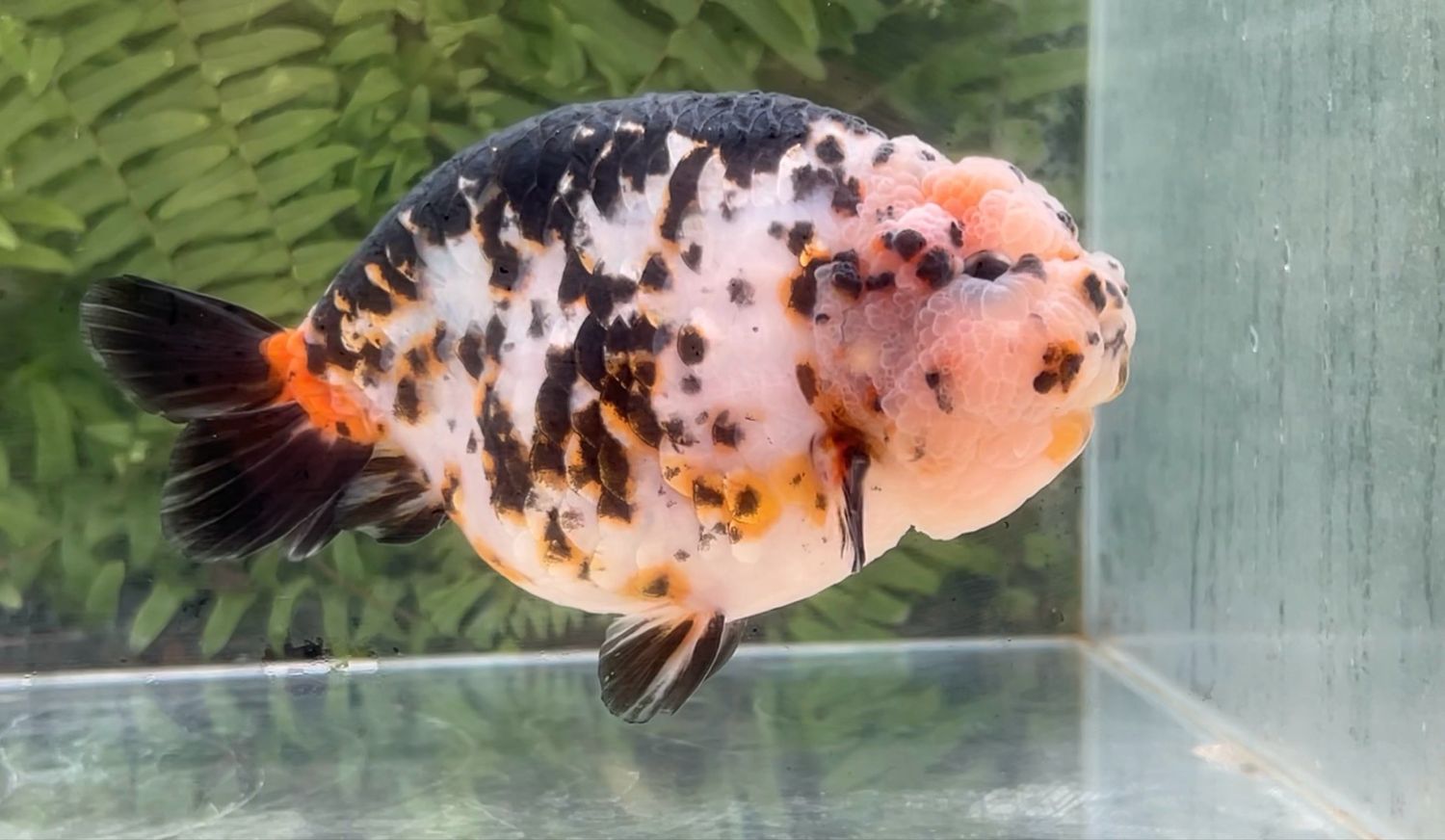 Milk Cow Yuanbao Ranchu (M, 6”)