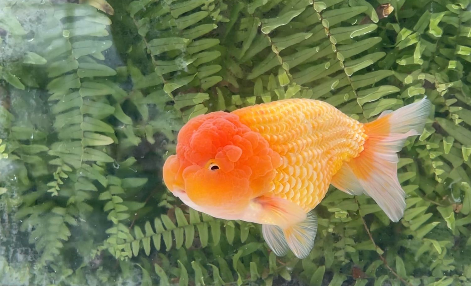 Red Lionhead (M, 6”)